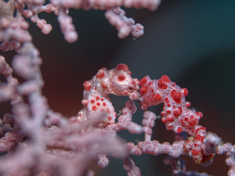 Pygmy Seahorse, Meno Slope